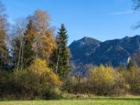 Impression aus dem Inzeller Moor im Herbst